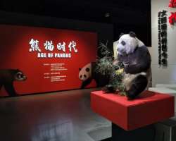 When I think about a Chinese animal, what comes to my mind is Panda. The museum offers a special panda exhibition for those who want to know more abou